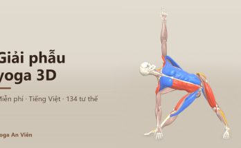 Giải phẫu yoga 3D của Yoga An Viên