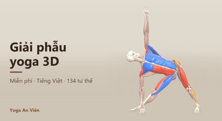 Giải phẫu yoga 3D của Yoga An Viên
